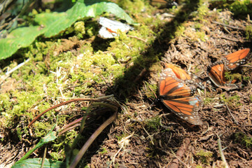 Monarch butterflies in the leafs