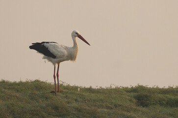 White stork pooped and ready to fly at Bhigwan bird sanctuary, Maharashtra