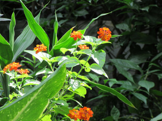 Bengali Blossoms: Lantana camara, লান্টানা