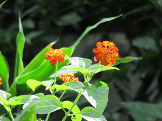 Bengali Blossoms: Lantana camara, লান্টানা