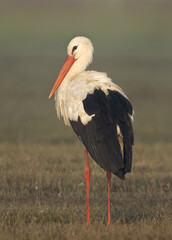 Closeup of a White stork at Bhigwan bird sanctuary, Maharashtra