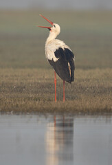 White stork with open bill at Bhigwan bird sanctuary, Maharashtra