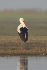White stork preening at Bhigwan bird sanctuary, Maharashtra