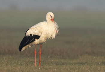 White stork resting at Bhigwan bird sanctuary, Maharashtra