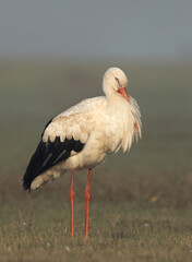 White stork sleeping at Bhigwan bird sanctuary, Maharashtra