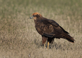 Portrait of a Eurasian Marsh harrier perched on ground at Bhigwan bird sanctuary, Maharashtra