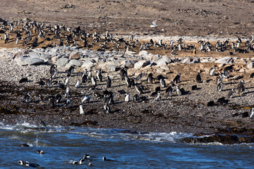 Photo of African penguins