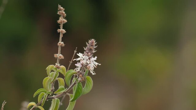 4k 30p stock video footage of sweet basil herb flower and leaves against an out of focus background.