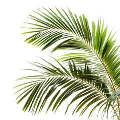 Fototapeta premium Palm Tree Branches on White or transparent Background, PNG