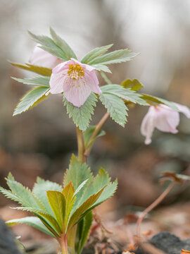 Nahaufnahme einer bl&uuml;henden Schneerose (Helleborus thibetanus).