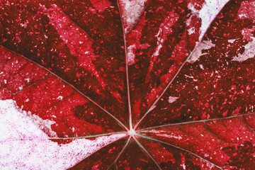 abstract macro texture of a white red leaf of a nasturtium flower close-up