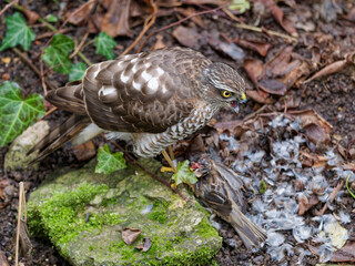 Habicht, Accipiter gentilis, mit Beute