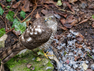 Habicht, Accipiter gentilis, mit Beute