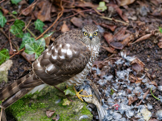 Habicht, Accipiter gentilis, mit Beute