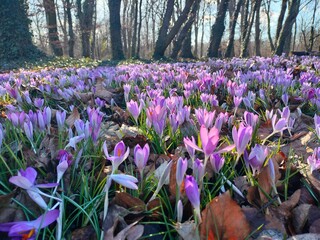 crocuses in the spring