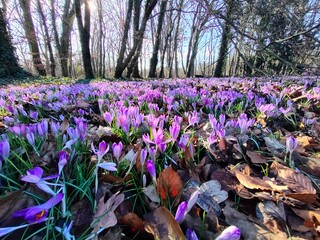 crocuses in the spring