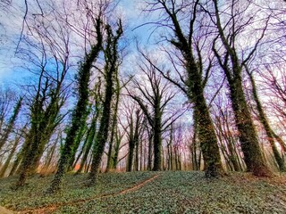 crocuses in the spring