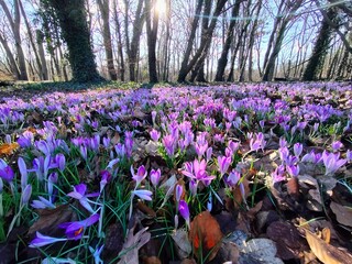 crocuses in the spring