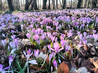 crocuses in the spring