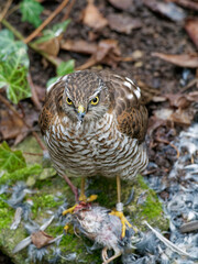 Habicht, Accipiter gentilis, mit Beute