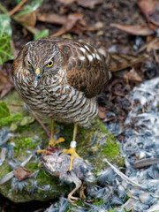 Habicht, Accipiter gentilis, mit Beute
