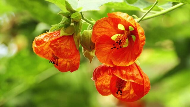 Abutilon in mallow family, Malvaceae