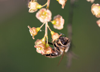 Pszczoła na kwiatku