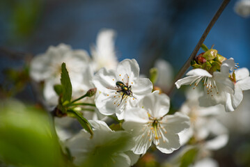 Pszczoła na kwiecie jabłoni - obrazy, fototapety, plakaty