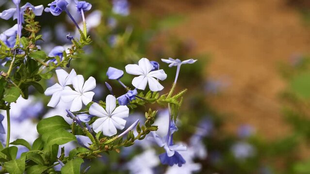 Plumbago auriculata, cape leadwort, blue or Cape plumbago, is species of flowering plant in family Plumbaginaceae, native to South Africa. Auriculata means with ears, referring to shape of leaves.