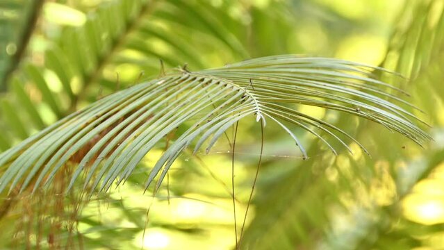 Dioon edule, chestnut dioon or angustifolium, is cycad native to Mexico, also known as palma de la virgen. It belongs to Zamiaceae plant family within order Cycadales.