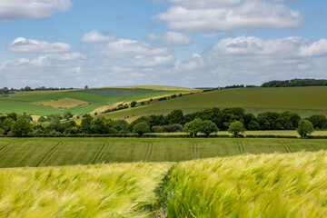 Looking out over green fields in the South Downs, with cereal crops growing in the sunshine - 753791320