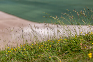 A close up of grasses and buttercups at the edge of a hill in the South Downs - 753791368