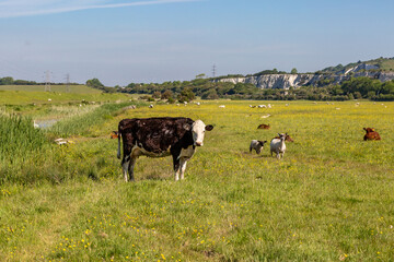 Cows and sheep in the Sussex countryside near Lewes, on a sunny spring day - 753791369