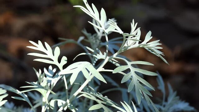 Senecio Viravira Hieron. Senecio viravira is a species of flowering plant in the Asteraceae family. This species is Hieron. first scientific description in 1882.