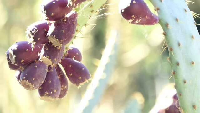 Opuntia engelmannii is prickly pear. It is ow's tongue cactus, cow tongue prickly pear, desert, Engelmann's, Texas or discus prickly pear, and nopal, abrojo, joconostle, and vela de coyote.