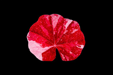 red and white leaf of nasturtium isolated on black background