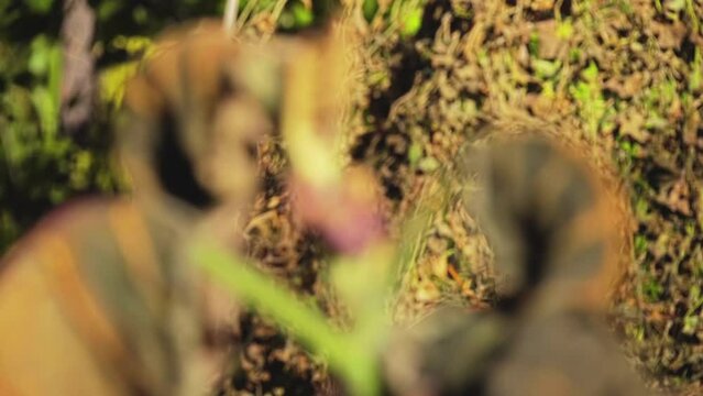 Solanum quitoense, known as naranjilla