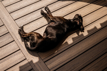 Dog napping in the sun
