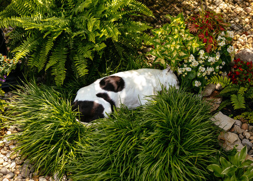 Dog napping in a tuft of grass