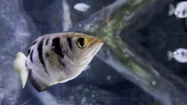 The archerfish are tropical fish known for their unique predation technique of "shooting down" land-based insects and other small prey with jets of water of water spit from their specialized mouths.
