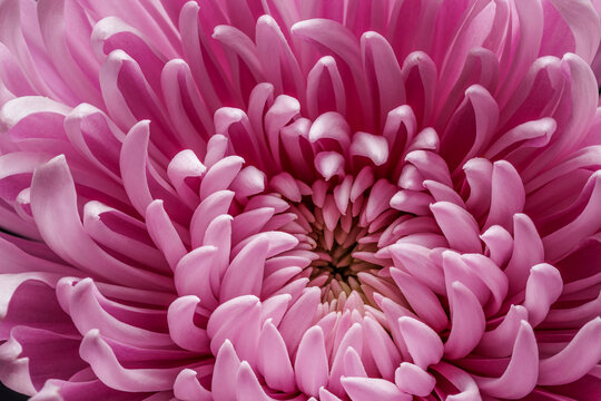 Pink Flower