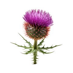 Thistle isolated on transparent background