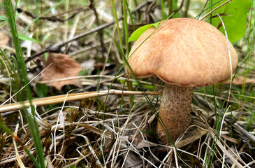 Mushroom picking in season. Edible forest mushrooms, grow in the grass. International Day of Forest. National Mushroom Day. Forest Workers Day. World Mushroom Picker Day