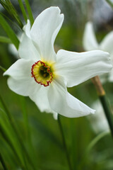 Narcissus poeticus, poet's daffodil flower on a spring day in Potzbach, Germany,