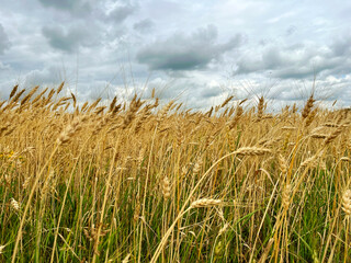 field of oats in front of a blue sky. Harvest season. National Agriculture Day. World Soil Day. Reserve Day