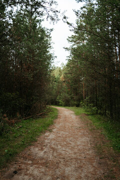Empty forest path.