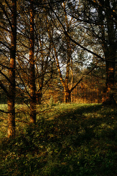 Sunlit forest in summer.