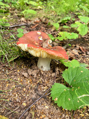 Mushroom picking in season. Edible forest mushrooms, grow in the grass. International Day of Forest. National Mushroom Day. Forest Workers Day. World Mushroom Picker Day