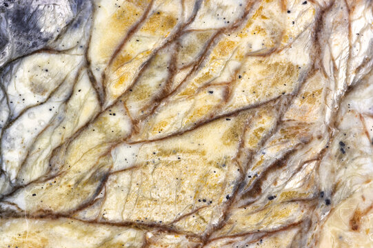 Abstract Linear Patterns In A Grey And Beige Maligano Jasper  