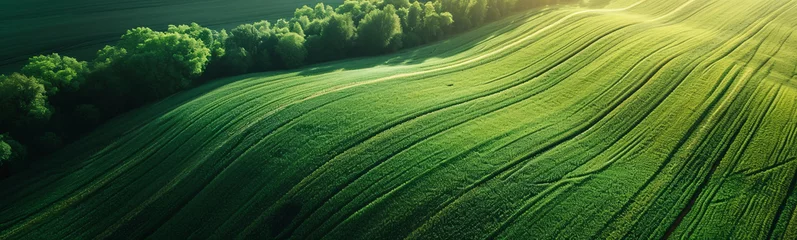 Fototapeten Aerial view of green farmland field with crops © IBEX.Media
